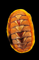 Tonicella lineata