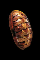 Tonicella lineata