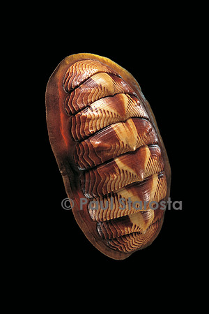 Tonicella lineata