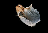 Argonauta cornuta