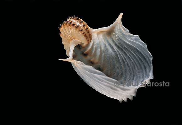 Argonauta cornuta