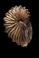 Argonauta boettgeri