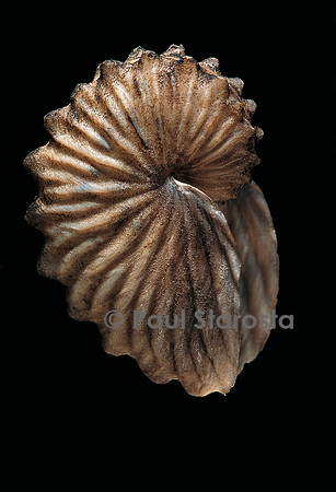Argonauta boettgeri