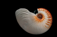 Nautilus scrobiculatus