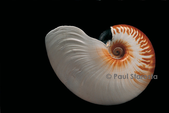 Nautilus scrobiculatus