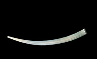 Dentalium aprinum