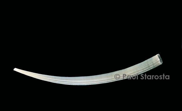 Dentalium aprinum