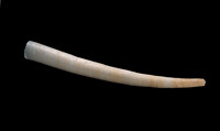 Dentalium vernedei