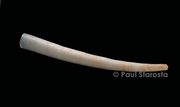 Dentalium vernedei