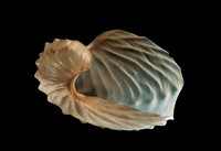 Argonauta hians