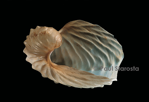 Argonauta hians