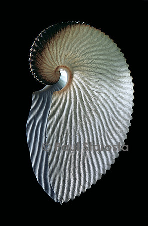 Argonauta argo
