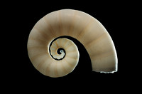 Spirula spirula