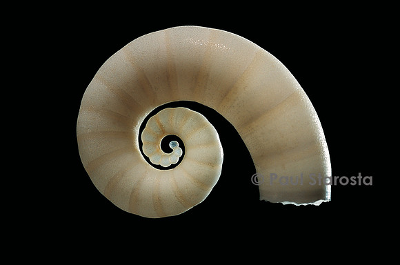 Spirula spirula