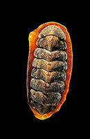 Onithochiton hirasei