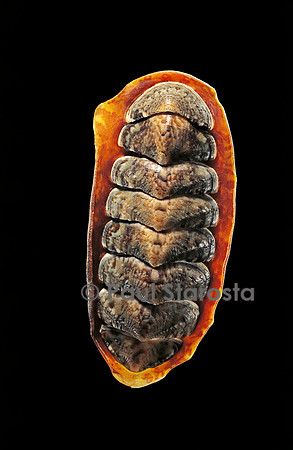 Onithochiton hirasei