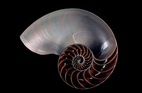 Nautilus pompilius - coupe