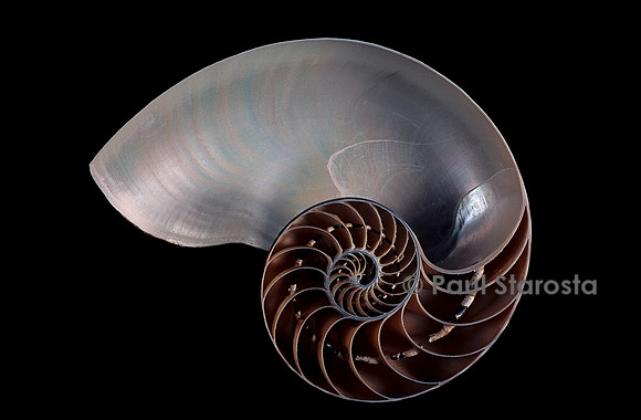 Nautilus pompilius - coupe
