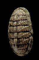 Chiton squamosus (chiton)