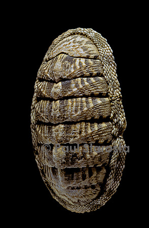 Chiton squamosus (chiton)