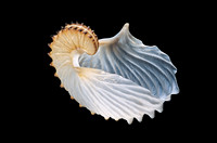 Argonauta cornuta (argonaute)
