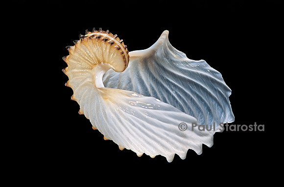 Argonauta cornuta (argonaute)