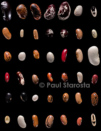 Planche Phaseolus vulgaris (haricots)