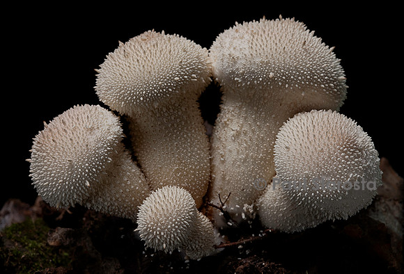 Lycoperdon perlatum (vesse-de-loup perlée, esse-de-loup à pierreries)