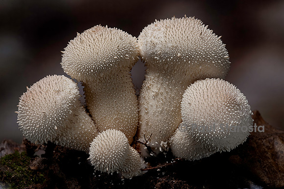 Lycoperdon perlatum (vesse-de-loup perlée, esse-de-loup à pierreries)