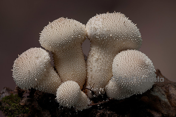 Lycoperdon perlatum (vesse-de-loup perlée, esse-de-loup à pierreries)