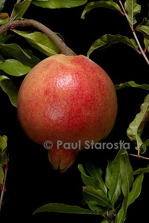 Punica granatum (grenadier) - fruit ou grenade