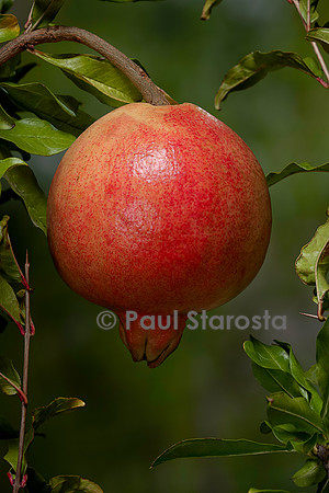 Punica granatum (grenadier) - fruit ou grenade