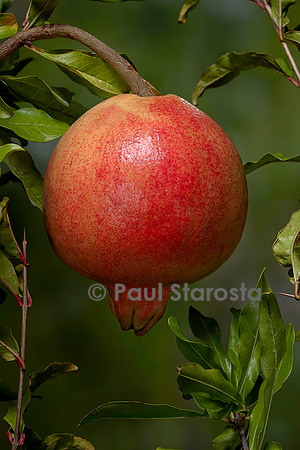 Punica granatum (grenadier) - fruit ou grenade