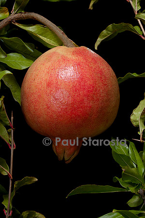 Punica granatum (grenadier) - fruit ou grenade