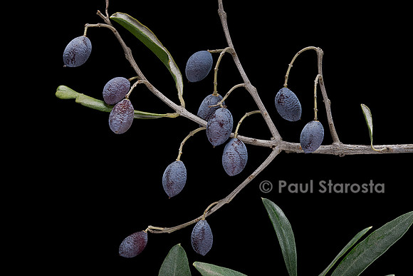 Olea europaea (olivier) - fruits ou olives