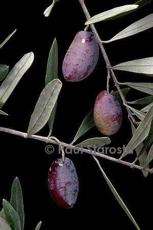 Olea europaea ‘Lucques’ (olivier) - fruit ou olive