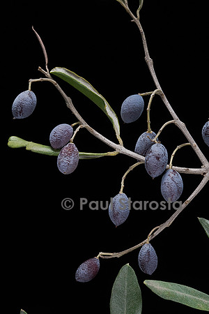 Olea europaea (olivier) - fruits ou olives