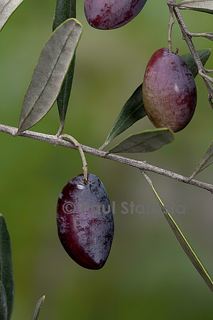 Olea europaea ‘Lucques’ (olivier) - fruit ou olive