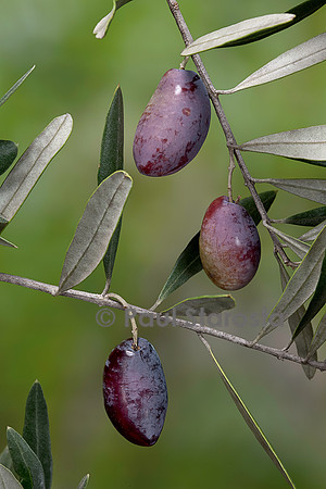Olea europaea ‘Lucques’ (olivier) - fruit ou olive
