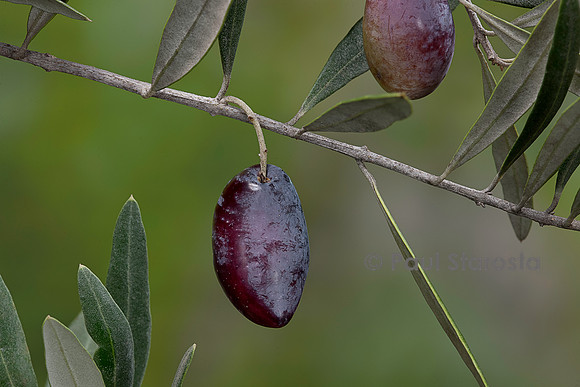 Olea europaea ‘Lucques’ (olivier) - fruit ou olive