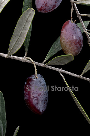 Olea europaea ‘Lucques’ (olivier) - fruit ou olive