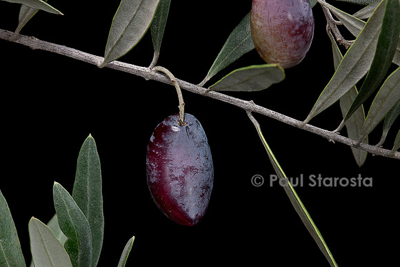 Olea europaea ‘Lucques’ (olivier) - fruit ou olive