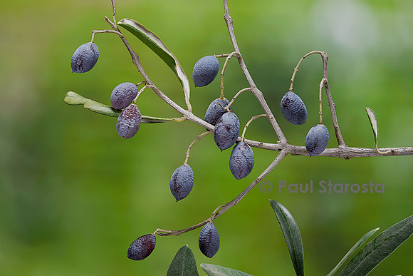 Olea europaea (olivier) - fruits ou olives
