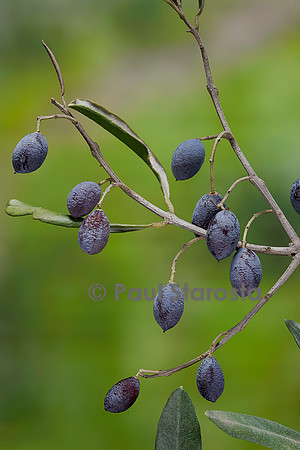 Olea europaea (olivier) - fruits ou olives