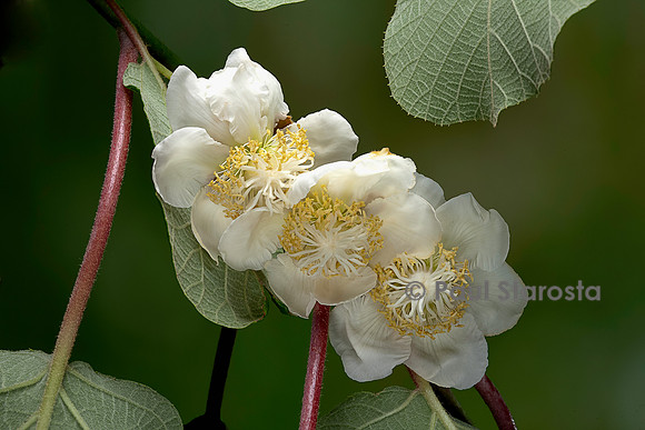 Actinidia deliciosa.(kiwi) - fleurs femelles