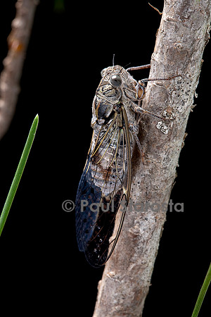 Cicada orni (cigale grise, cigale de l’orne)