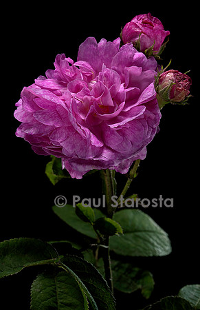 Rosa gallica ‘Fanny Esler’