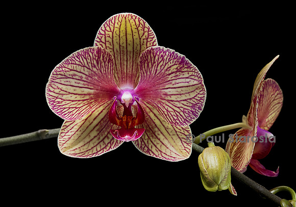 Phalaenopsis hybride (orchidée papillon)