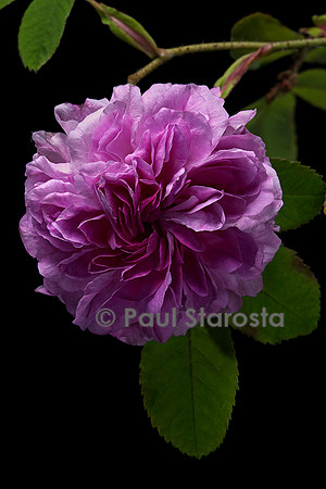 Rosa X damascena ‘Blush Damask’