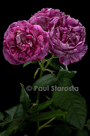 Rosa gallica ‘Belle Doria’